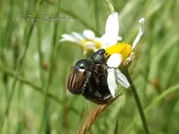[Blitopertha lineolata]